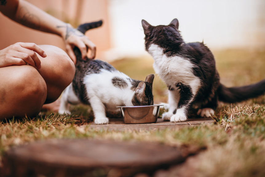 gato comiendo