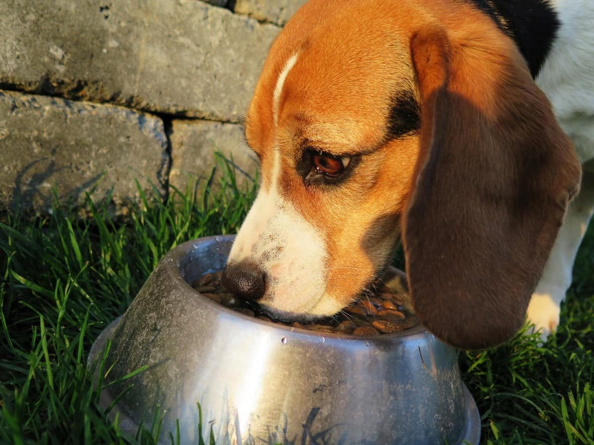 perro comiendo