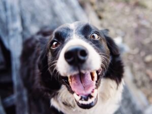 Comida hipoalergénica para perros